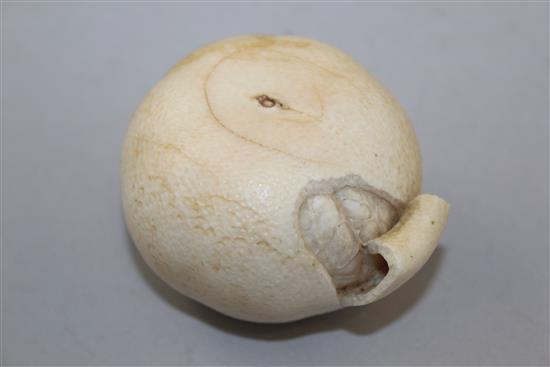 A Japanese ivory model of a partially peeled satsuma, early 20th century, 6.5cm, colour faded, age cracks